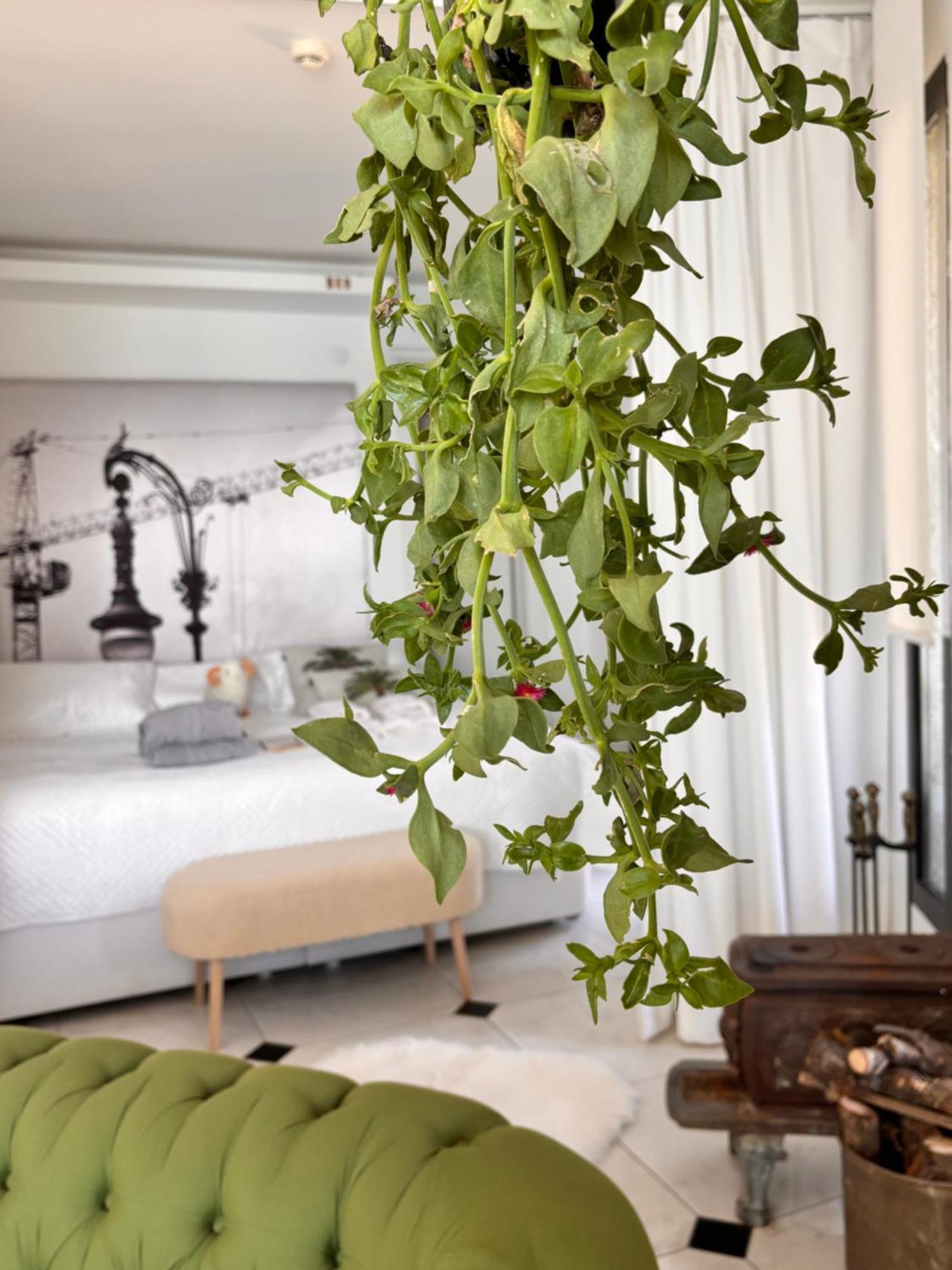 Sato Design Hotel (Adults Only) Çeşme Rum bild